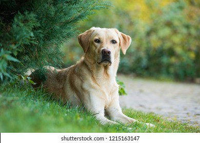 Labrador Retriever Dog Lying Under A Tree