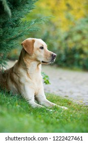 Labrador Retriever Dog Lying Under A Tree