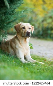 Labrador Retriever Dog Lying Under A Tree