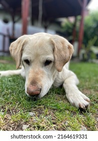 Labrador Retriever Dog Lying Under A Tree