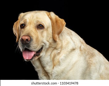 Labrador Retriever Dog On Isolated Black Background In Studio