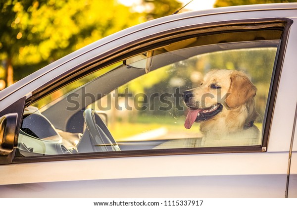 labrador retriever\
dog on seat of driver in\
car