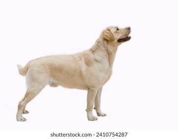 A Labrador Retriever dog on a white background - Powered by Shutterstock