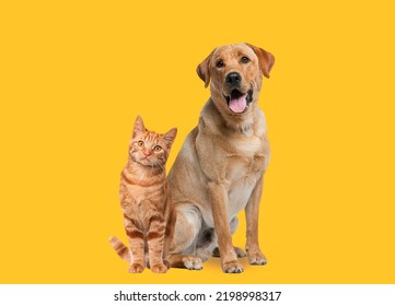 Labrador retriever dog panting and ginger cat sitting in front of dark yellow background - Shutterstock ID 2198998317