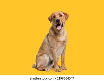 El perro recuperador de Labrador jadeando y sentado frente al fondo amarillo oscuro