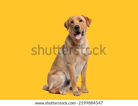 Labrador retriever dog panting and sitting in front of dark yellow background