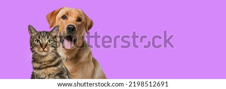 Labrador retriever dog panting and tabby cat in front of pink background