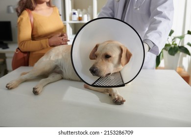 Labrador retriever dog with plastic Elizabethan collar around neck lying on medical table veterinary clinic