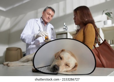 Labrador retriever dog with plastic Elizabethan collar sleeping on medical table when her owner is talking to veterinarian