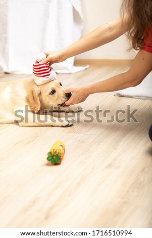 Labrador retriever dog puppy playing with toy at home in living room. Girl puts puppy santa claus hat Stock photo © 