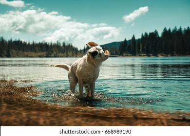 Labrador Retriever Dog Puppy Taking A Bath And Shaking Off Water In Front Of Beautiful Mountain Lake