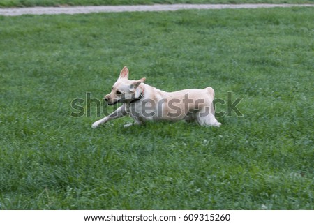 Similar – Small, blond Labrador puppy runs clumsily across the lawn, his floppy ears flying up