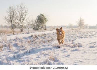 Labrador retriever dog running on the snowy field during beautiful sunny winter day - Powered by Shutterstock