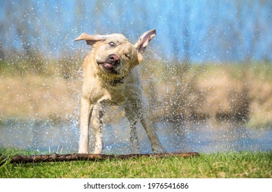 Labrador Retriever dog shaking off water after swimming