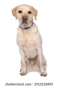 Labrador Retriever Dog
Sitting
Studio