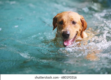 9,534 Labrador swimming Images, Stock Photos & Vectors | Shutterstock