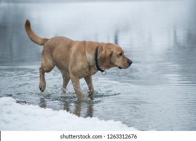 Labrador Retriever Dog Walk Winter