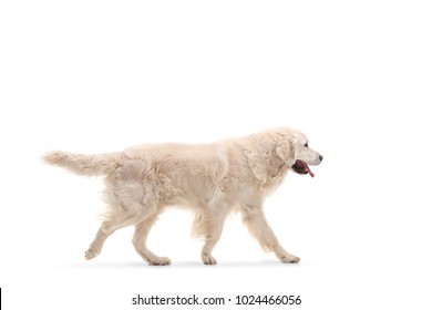 Labrador Retriever Dog Walking Isolated On White Background