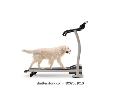 Labrador retriever dog walking on a treadmill isolated on white background