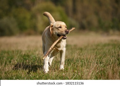 Golden Labrador Images Stock Photos Vectors Shutterstock