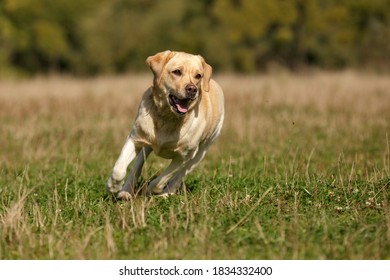 labrador retriever dog walking outdoor in summer - Powered by Shutterstock