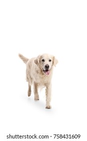 Labrador Retriever Dog Walking Towards The Camera Isolated On White Background