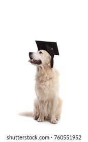 Labrador retriever dog wearing a graduation hat isolated on white background