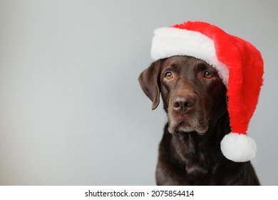 a labrador retriever dog wearing a Santa Claus hat. decorations and outfit for Christmas or new year. the spirit of winter and joy, celebrating the new year and relaxing on winter holidays. a pet in a - Powered by Shutterstock