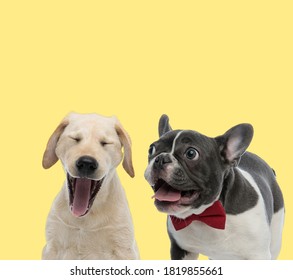 Labrador Retriever Dog Yawning Tired Next To A French Bulldog Dog Panting Happy On Yellow Background