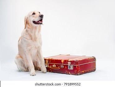 suitcase with dogs on it