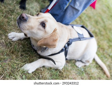 Labrador Retriever Guide Dog Before Last Stock Photo 293243312 ...