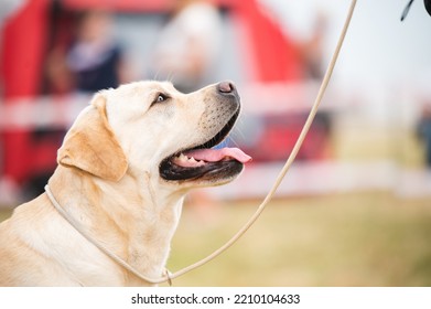 Labrador Retriever Head Portrait On A Dog Show