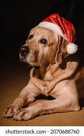 Labrador Retriever At Home In Santa Claus Hat