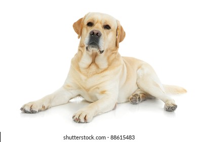 Labrador Retriever Isolated On A White Background