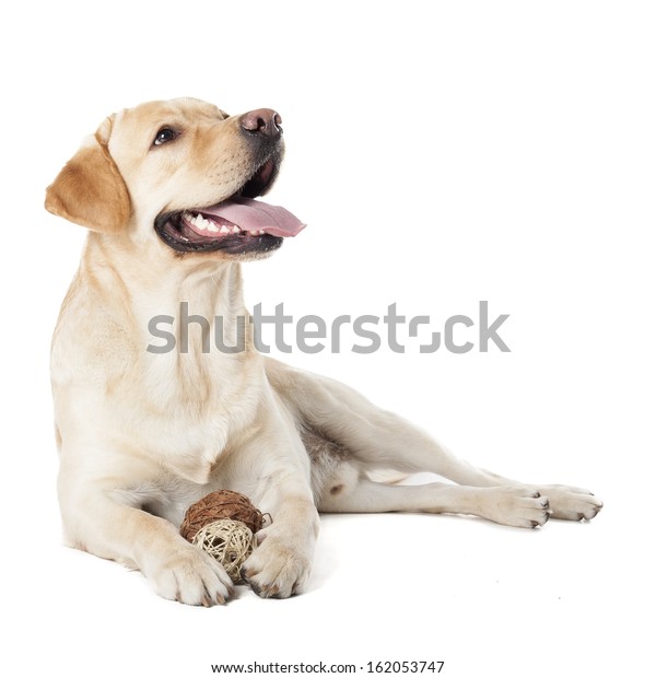 Labrador Retriever Isolated On White Background Stock Photo 162053747 ...