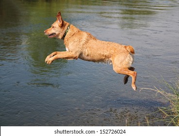 A Labrador Retriever Jumping In A Canal