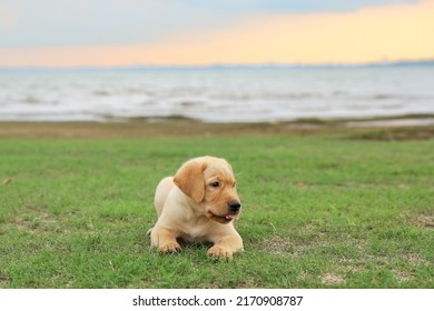 Labrador Retriever Junior Running On Grass With Smile And Friendly Face.