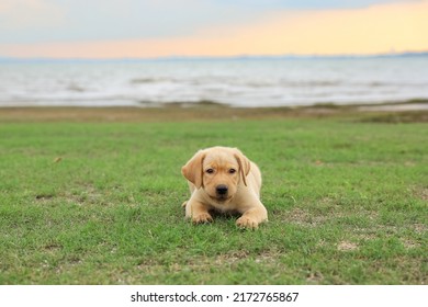 Labrador Retriever Junior Running On Grass With Smile And Friendly Face.