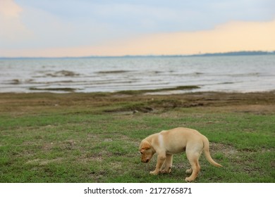 Labrador Retriever Junior Running On Grass With Smile And Friendly Face.