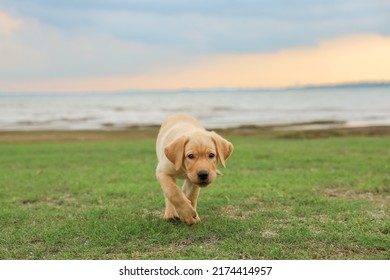 Labrador Retriever Junior Running On Grass With Smile And Friendly Face.