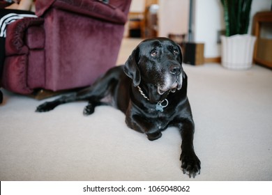 how long will a mastiff lab mix dog live