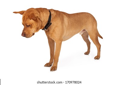 Labrador Retriever Mixed Breed Dog Looking Down At The Ground. Add Your Product On The Floor.