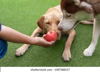 Labrador Retriever Mixed Vizsla Dog With Siberian Husky Sniffing A Fresh Red Apple Held By Owner’s Hand Against An Artificial Grassy Green Background