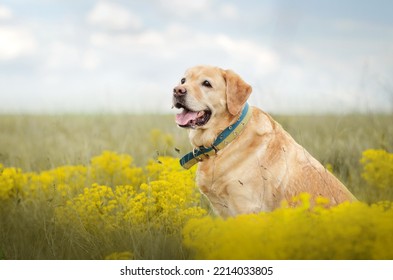 Labrador Retriever Old Dog Fun Walking In Nature