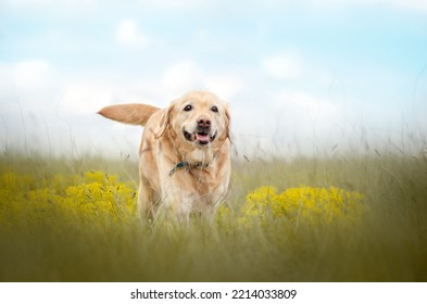 Labrador Retriever Old Dog Fun Walking In Nature