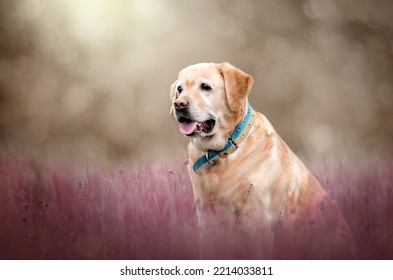 Labrador Retriever Old Dog Fun Walking In Nature