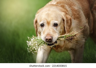 Labrador Retriever Old Dog Fun Walking In Nature