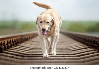 Labrador Retriever Old Dog Fun Walking In Nature