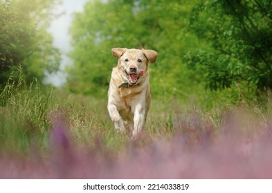 Labrador Retriever Old Dog Fun Walking In Nature