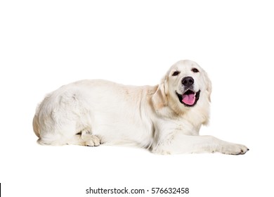 Labrador Retriever On A White Background